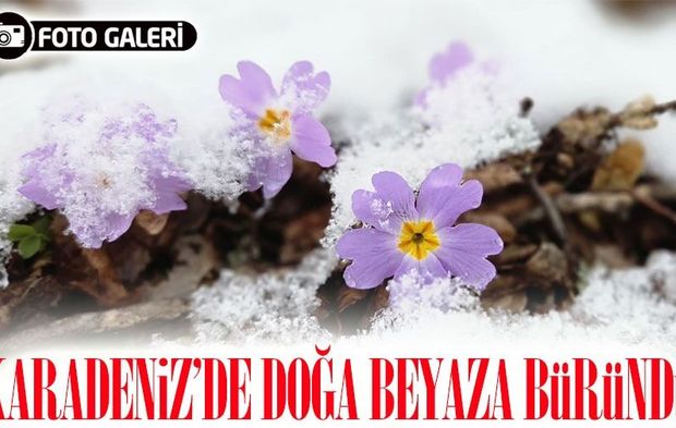 Doğu Karadeniz’de Soğuk Hava Etkisini Sürdürüyor: Köy Yolları Kapandı