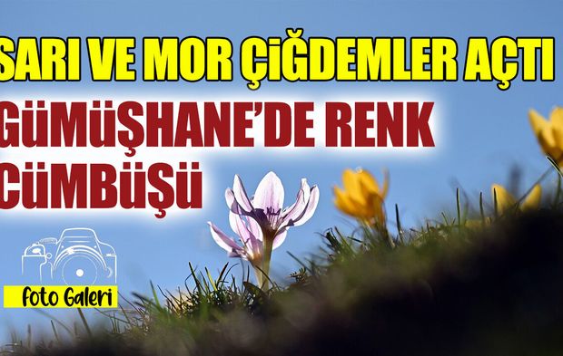 Sarı ve Mor Çiğdemler Açtı! Gümüşhane'de Renk Cümbüşü
