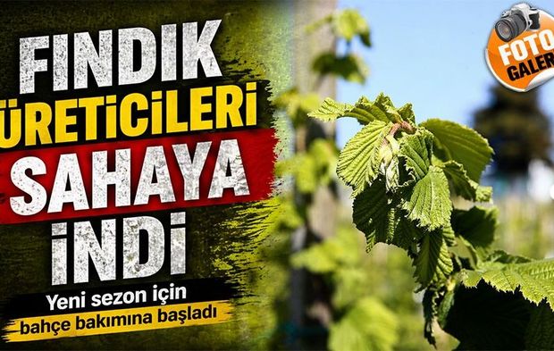 Karadeniz’de Fındık Üreticileri Yeni Sezon İçin Bahçelere İndi