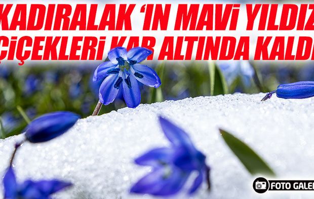 Kadıralak Yaylası’nda mavi yıldız çiçekleri kar altında kaldı