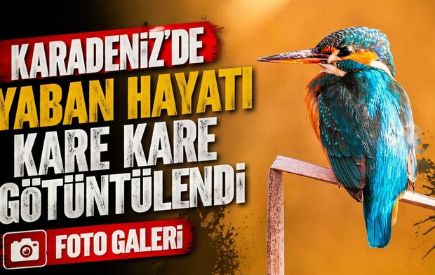 Kızılırmak Deltası’nda Nadir Kuş Türleri Objektife Yansıdı