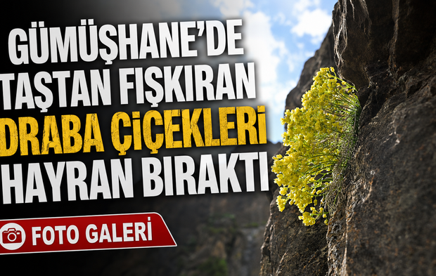 Gümüşhane’de Taşların Arasından Açan Draba Çiçekleri Büyülüyor