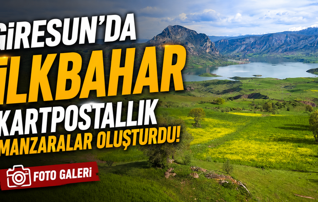 Giresun’da İlkbahar Kartpostallık Manzaralar Oluşturdu! Sarı ve Yeşilin Büyüleyici Uyumu