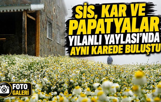 Gümüşhane Yılanlı Yaylası Papatyalarla Beyaza Büründü, Ortaya Eşsiz Manzaralar Çıktı