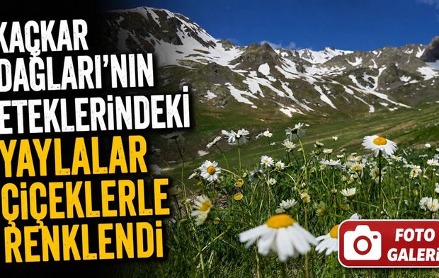Artvin’in Yaylaları Çiçek Açtı, Kaçkar Zirvelerinde Kar Güzelliği Sürüyor