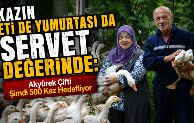Ordu’da Kaz Yetiştiriciliği Çiftin Geçim Kapısı Oldu