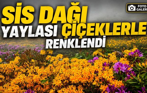 Trabzon ve Giresun Sınırındaki Sis Dağı Yaylası Renk Cümbüşüne Büründü