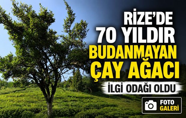 Rize’de 70 Yıldır Budanmayan Çay Ağacını Görenler Şaşkınlığını Gizleyemiyor