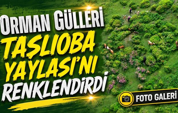 Trabzon’da Orman Gülleri Taşlıoba Yaylası’nı Renklendirdi
