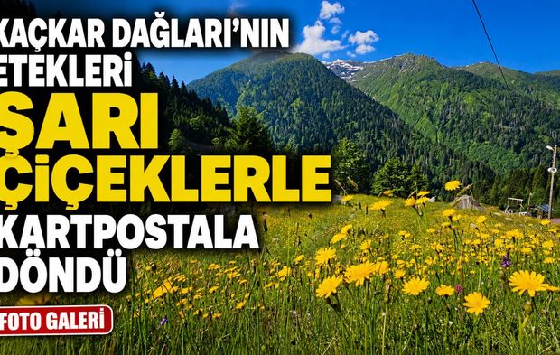 Rize’nin Yaylaları Sarı Çiçeklerle Rengârenk Görüntülere Sahne Oldu