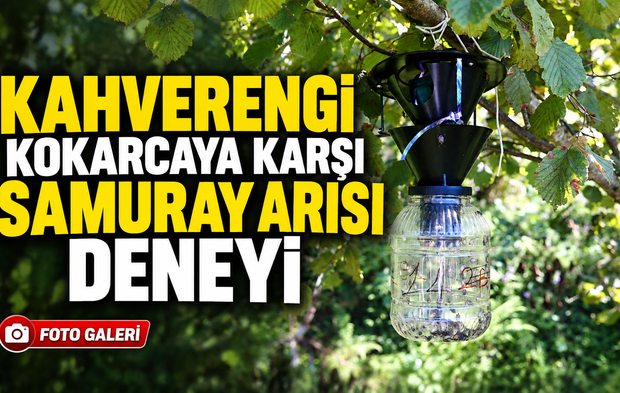 Samuray arısında yeni yöntem: En etkili salım şekli araştırılıyor