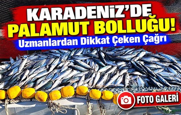 Karadeniz'de Palamut Bolluğu! Uzmanlardan Dikkat Çeken Çağrı