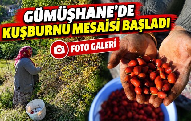 Gümüşhane’de Kuşburnu Mesaisi Başladı: Kazanlar Kaynıyor