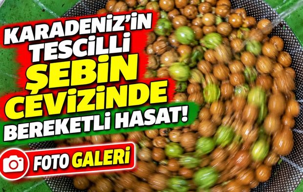Karadeniz’in Tescilli Şebin Cevizinde Bereketli Hasat; Rekolte Beklentileri Sevindirdi