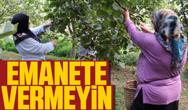 Fındık Fiyatlarında Şok Yükseliş Gündemde: Serbest Piyasa Fiyatları Rekor Kırıyor
