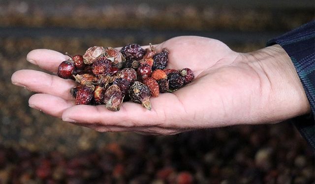 Gümüşhane'de Kuşburnu Nektarı coğrafi işaret aldı