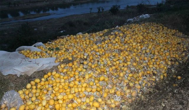Tonlarca limon dere yatağına döküldü