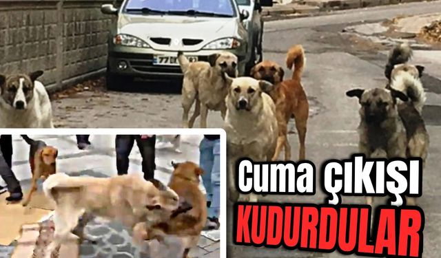 Rize'de Başıboş Köpek Saldırısı! Cuma Namazına Gidenleri Hedef Aldılar