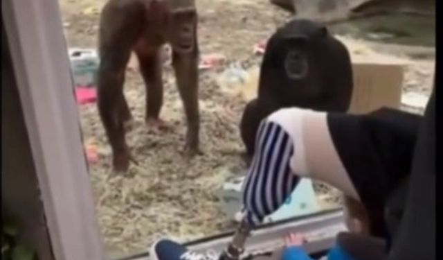 Hayvanat Bahçesinde Şempanze Protez Bacak Görünce Şok Geçirip Arkadaşlarını Çağırdı