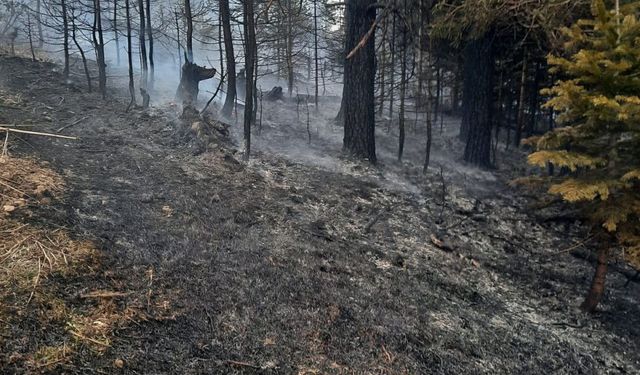 İnebolu'da Orman Yangını: Enerji Nakil Hattı Kıvılcımı Faciaya Yol Açtı!