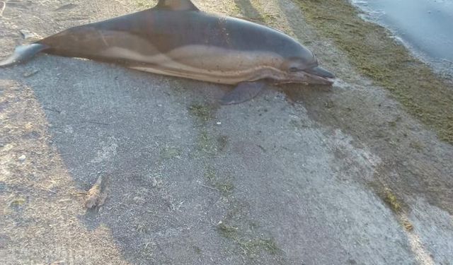 Artvin'de Kıyıya Vuran Ölü Yunus Balıkları Üzerinde Araştırma Başlatıldı