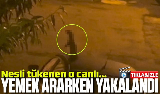Samsun'da Nesli Tükenme Tehlikesinde Olan Bu Hayvan Sokakta Yakalandı: Görenler Kedi Sandı ama...