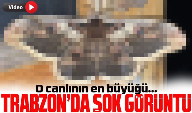 Türkiye'de Nadir Görülen Bu Böcek Trabzon'da Görüldü: İnsan Eli Boyutunda...