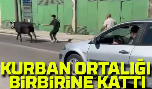 Bursa'da Kurbanlık Kaçan İnekler Trafiği Birbirine Kattı Paniğe Yol Açtı: Sonu Kötü Bitti!