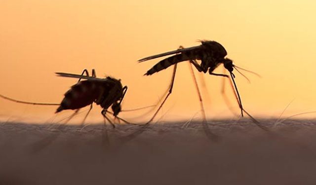Sivrisinekler anında kaçıyor: Bu kokuya dayanamıyorlar