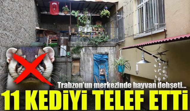 Trabzon’da Sansar Dehşeti: 11 Kediyi Telef Etti!