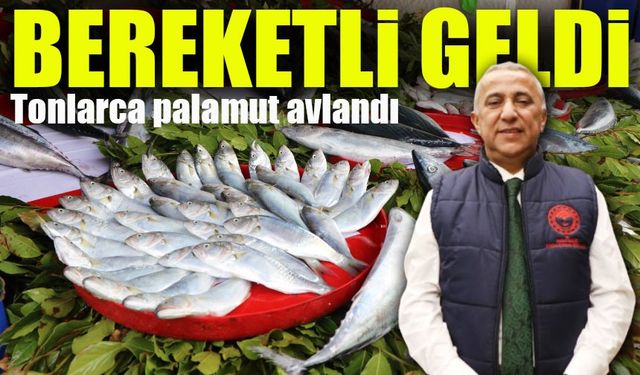 Samsun'da 111 Ton Palamut Avı Gerçekleşti! Bolluk Yaşanıyor