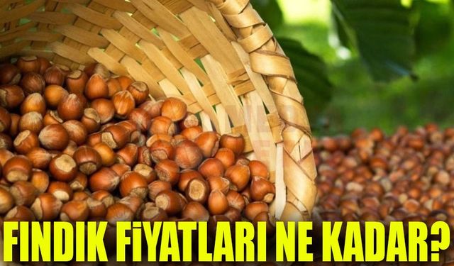 Karadeniz'de Fındık Fiyatları Tekrar Güncellendi: Kontrol Etmeden Satmayın!