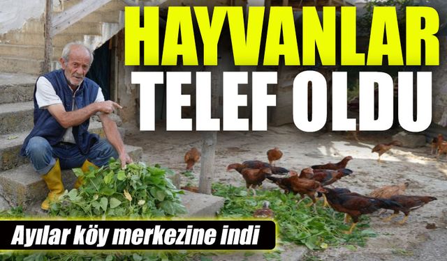 Ayılar Köy Merkezine İndi: Hayvanlar Telef Oldu!