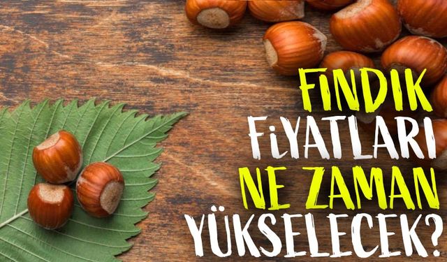 Fındık Fiyatları Hâlâ Yerinde Sayıyor! Üreticiler Ne Yapmalı?