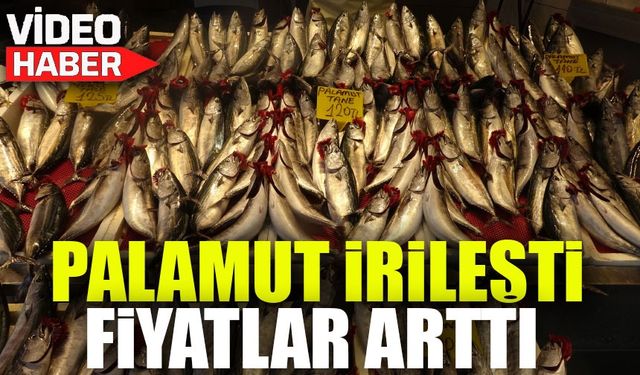 Palamut Avı Azaldı, Fiyatlar Yükseldi: Palamut 150 TL'ye Kadar Çıktı