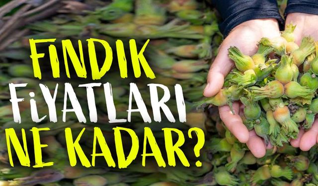 Fındık Fiyatları Yükselişe Geçti: Giresun'da Son Durum!