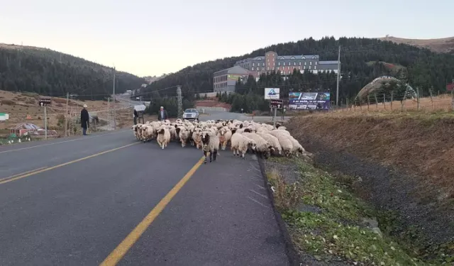 ORDU Yayladan dönen çobanlar kazalara karşı tedbirler alıyor