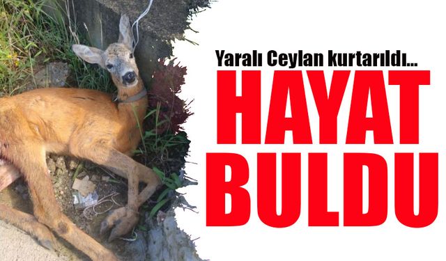 Giresun’da Hayat Buldu: Yaralı Ceylan Kurtarıldı!