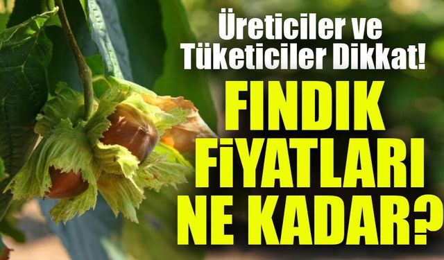 Fındık Fiyatlarında Şok Artış! Üreticiler ve Tüketiciler...