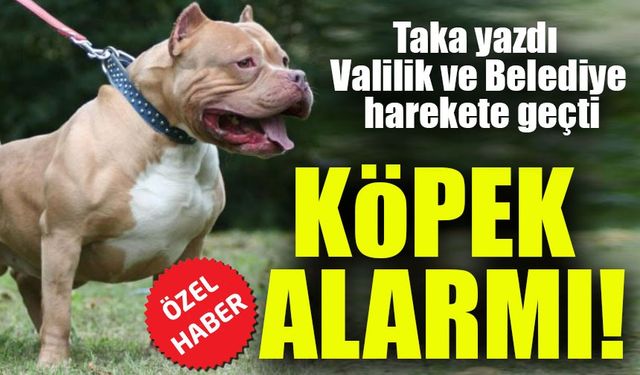 Trabzon'da Pitbull cinsi Köpek İçin Valilik ve Belediye harekete geçti