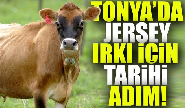 Tonya'da Hayvancılıkta Devrim: Jersey Irkı İçin Tarihi Adım!