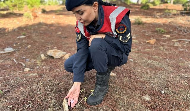 Aydın'da Sultan Çiğdemi'ni koparmanın cezası 387 bin lira