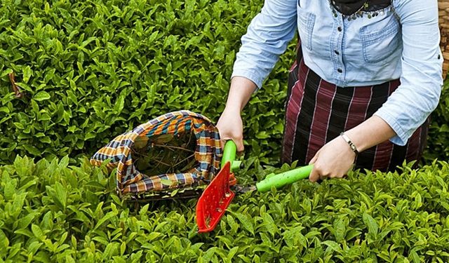 Rize, Türkiye’nin Çay İhracatının Yüzde 44’ünü Gerçekleştiriyor