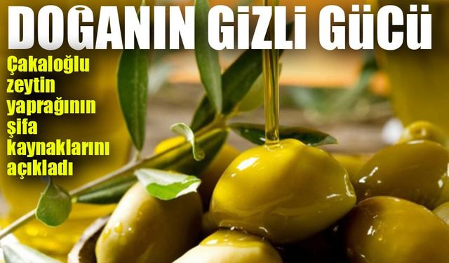 Doğanın Gizli Mucizesi: Zeytin Yaprağının Şifa Kaynağı Özellikleri