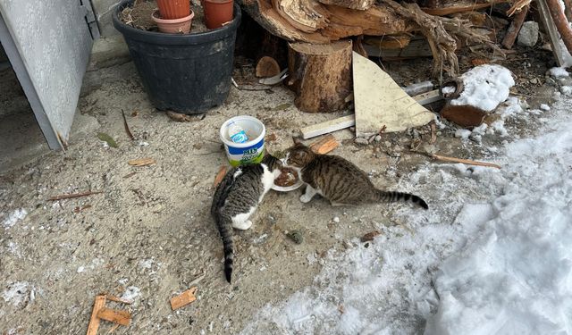 Artvin’de Mahsur Kalan 4 Kedi Kurtarıldı