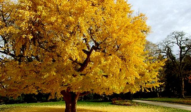 Ginkgo Biloba: Beyin ve Vücut Sağlığında Doğal Destek!