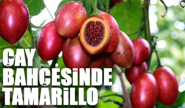 Tamarillo, Rize’de İlgi Görüyor