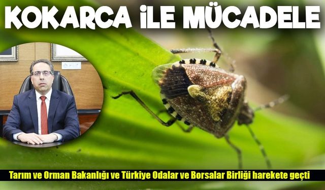 Fındık Üreticilerini Şok Eden Zararlı! Kritik Toplantı Bugün Giresun’da