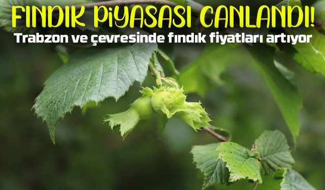Karadeniz'de Fındık Fiyatları Nasıl Seyrediyor; Fındık Piyasası Hareketlendi