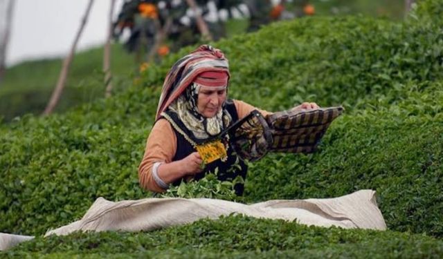Rize Ticaret Borsası Başkanı Erdoğan'dan yaş çayda iklim değişikliği değerlendirmesi: